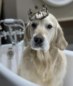 Photo of Dog with Crown